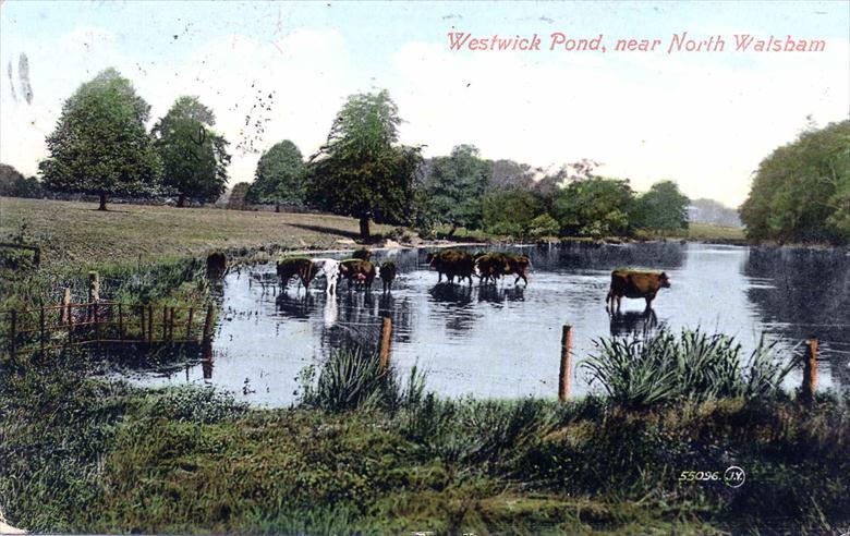 Photograph. "Lodge Pond", Westwick. Situated north-east of Westwick Arch, ran east of the road to Westwick Hall and curved to the south of Westwick Church (North Walsham Archive).