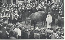 The Bullock presented for the Coronation Dinner 1911 by Messrs. Sewell and Page.