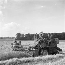 Combine harvesting at Hall Farm Paston 1954