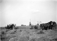 Harvest time at Mr Payne's farm at Meeting Hill, North Walsham.