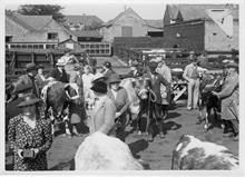 North Walsham Calf Club, on North Walsham Cattle Market, Yarmouth Road, North Walsham. Site of Roys Store. Photo R.E.R.Ling