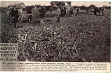 Publicity postcard for Hadfield's sugar beet fertiliser sold by E.A.Gaze, Corn & Seed Merchant, Happisburgh Road, North Walsham