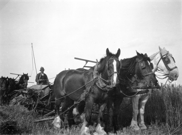 Photograph. Binder drawn by 3 horses at Mr Payne's farm, Meeting Hill, North Walsham. Ling collection (North Walsham Archive).