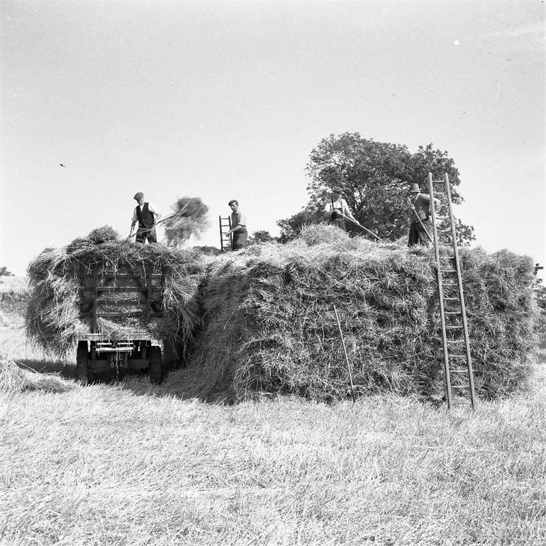 Photograph. Harvesting in Paston (North Walsham Archive).